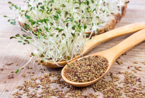 Boost testosterone levels with alfalfa sprouts. Alfalfa Sprouts increase testosterone levels & stimulates follicular growth