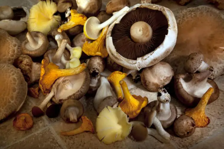 Eat Mushrooms for Hair Growth